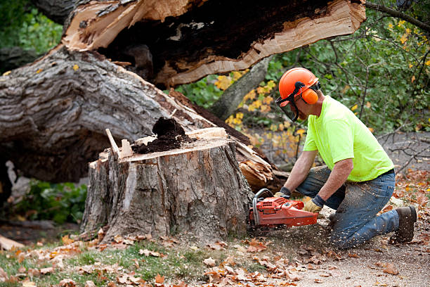 Best Stump Grinding Near Me  in St Charles, MN